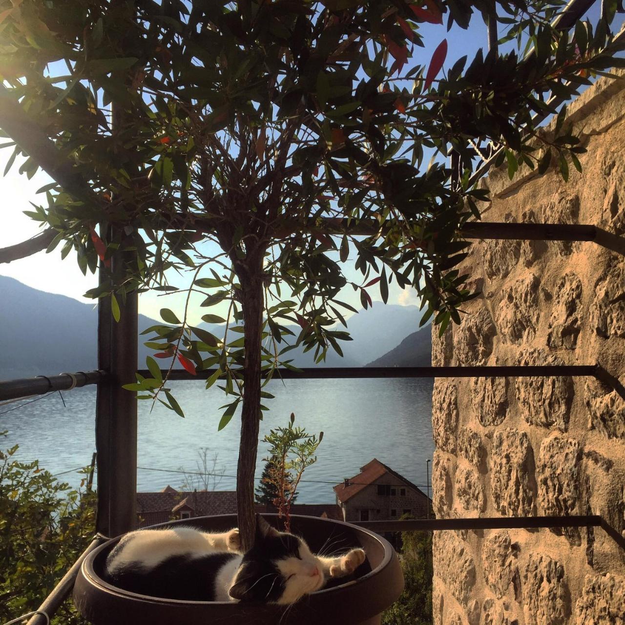 Apartment Terazza Di Ljuta Kotor Bagian luar foto